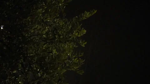 Detail of a tree on a rainy night with lightnings Stock Footage