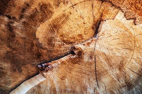 Detail of a tree truncated tree Stock Photos