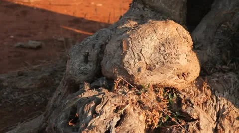 Detail of a tree trunk and red clay earth Video stock 12101109