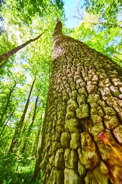 Detail of tree trunk bark looking up at forest with green leaves 스톡 사진