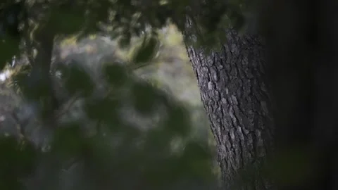 Detail of a tree trunk with a deep blur Stock Footage 259221867