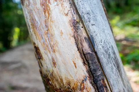 Detail of a tree trunk Stock Photos