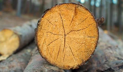 Detail tree trunk Stock Photos