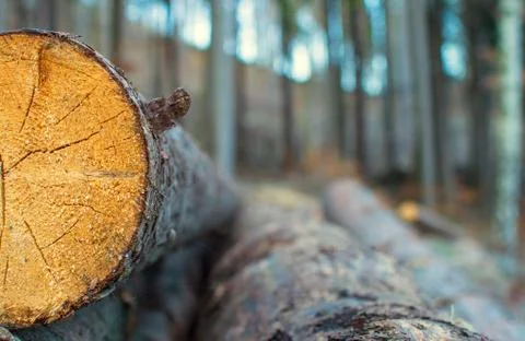 Detail tree trunk Stock Photos