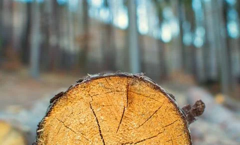 Detail tree trunk Stock Photos