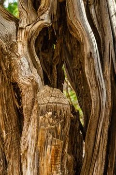 Detail of a tree trunk Stock Photos