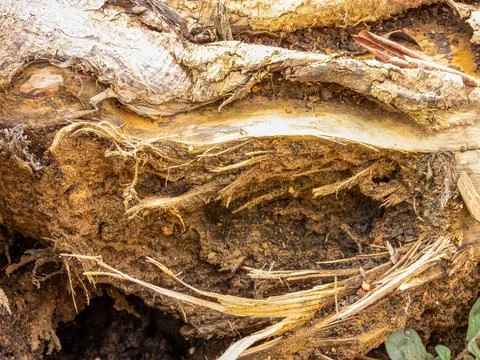Detail of tree trunk Stock Photos