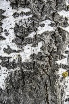 Detail of tree trunk with texture, flora and nature Stock Photos