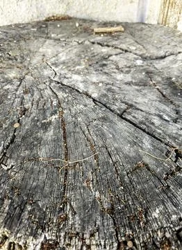 Detail of tree trunk with texture, flora and nature Stock Photos