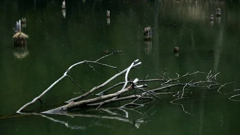 Detail of tree in the water during light snowfall Stock Footage 77017323