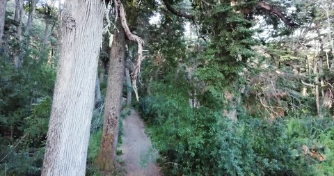 Detail of the trees on the forest Stock-Footage 91197326