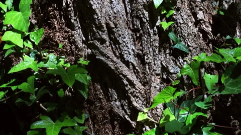Detail of the trunk of a pine tree Video stock 154264120