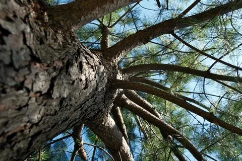 Detail of the trunk of a pine tree in the forest. Stock Photos