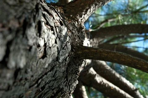 Detail of the trunk of a pine tree in the forest. Stock Photos