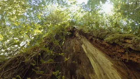 Detail of trunk tree in the forest Video stock 108330465