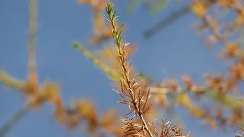 Detail of twigs of a larch Stock Footage 70553036