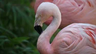Detail Of Two Pink Flamingo Stock Footage