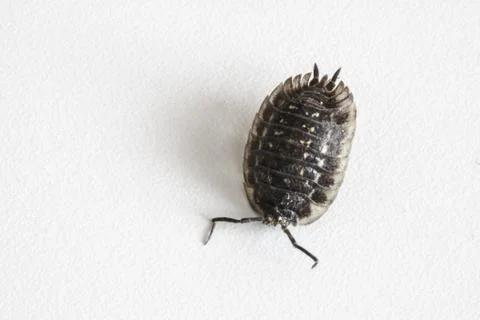 Detail of ugly bug Stock Photos