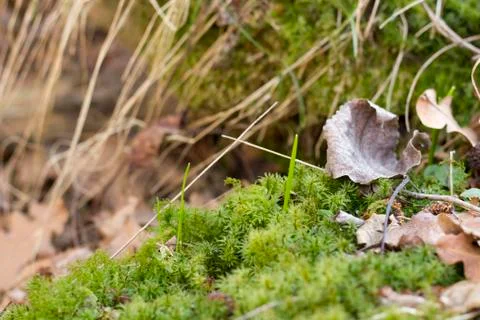 Detail of underwoods Stock Photos