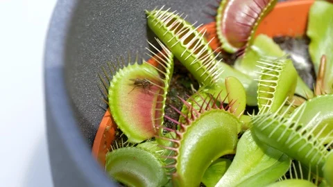 Detail of a Venus flytrap catching a fly. Dionaea muscipula. Flat plane. Stock Footage 111236882