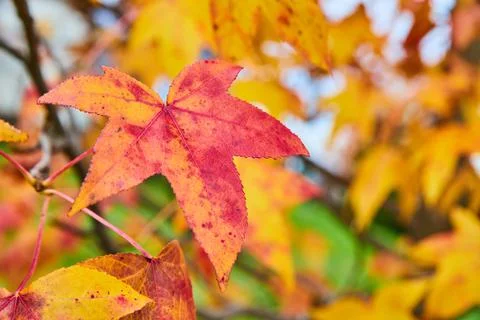 Detail of vibrant fall leaf on tree of reds and yellows Stock Photos