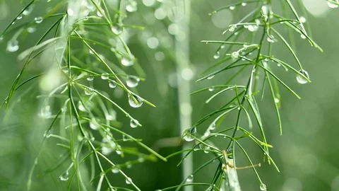 Detail view and macro shot of asparagus plant after rain. Stock Footage 73376358