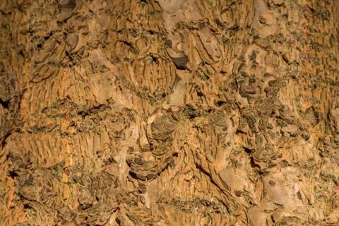Detail view of conifer bark Stock Photos