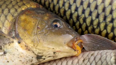 Detail view of the fish, carp Stock Footage 43181869