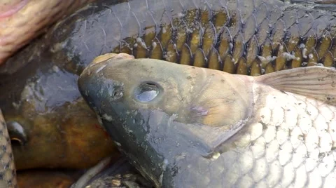 Detail view of the fish Stock Footage 43181755