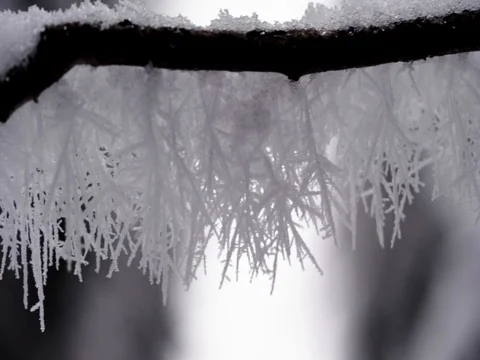 Detail view of frozen tree. Stock Footage 71338862