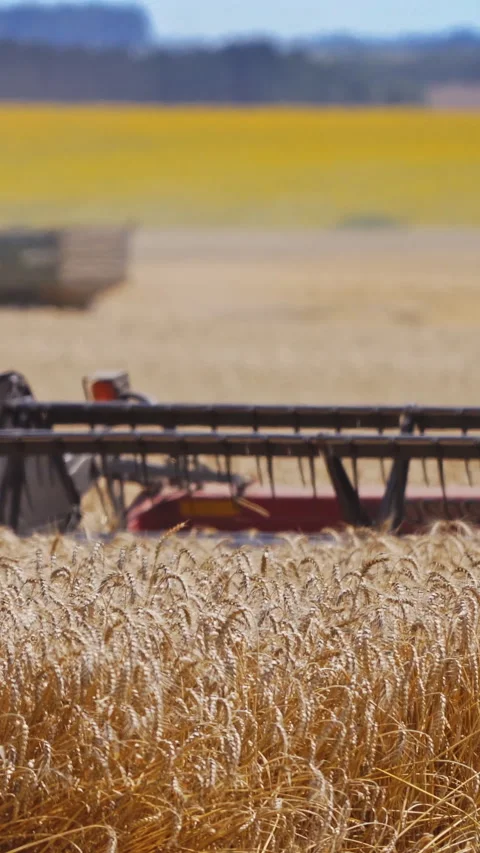 Detail view on knives of combine. Stock Footage 299629025