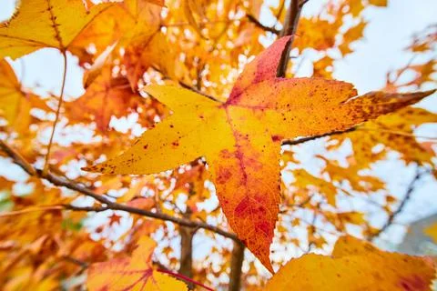 Detail view of perfect fall leaf of yellow and red Stock Photos