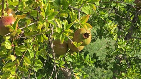 Detail view of pomegranate tree with visible fruits and blossoms on an orga.. Stock Footage 315526783