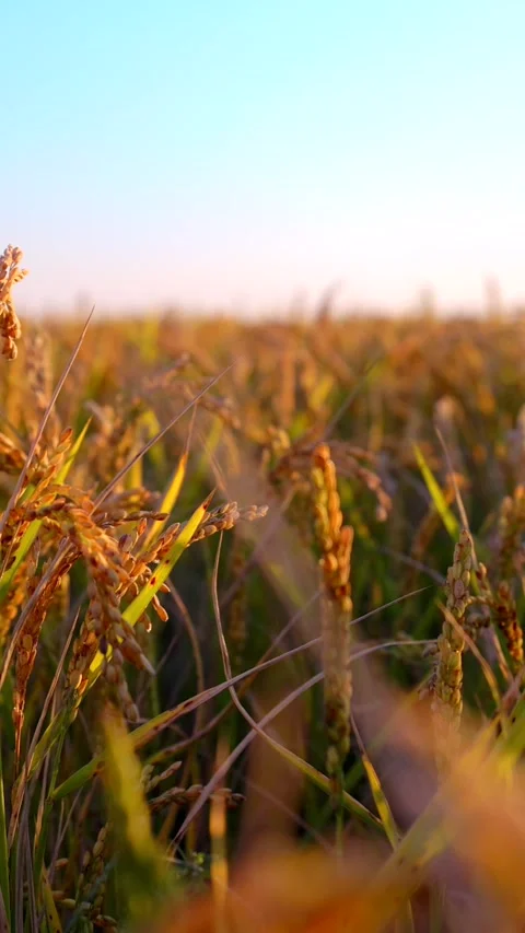 Detail View of a terrace golden rice Stock Video Pond5