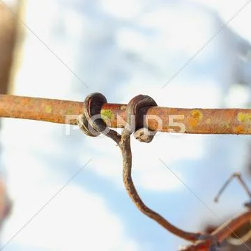 Detail in vineyard Stock Photos