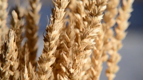 Detail Of Wheat On The Blue Sky. Shot With Slider, Stock Footage
