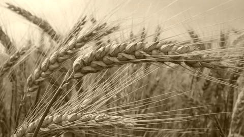 Detail of Wheat in the Breeze. No Movement Camera. Shot with Filter. Stock Footage