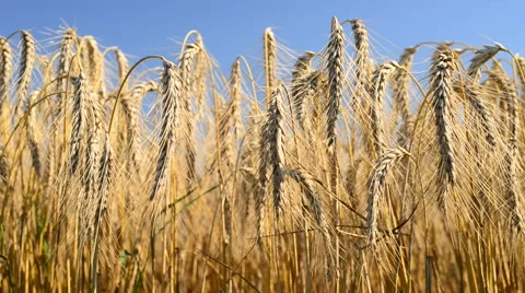 Detail of wheat field, panning Stock Footage 40413853