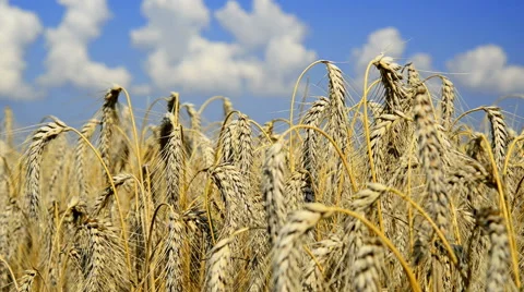 Detail of wheat field,time lapse Stock Footage 40413562