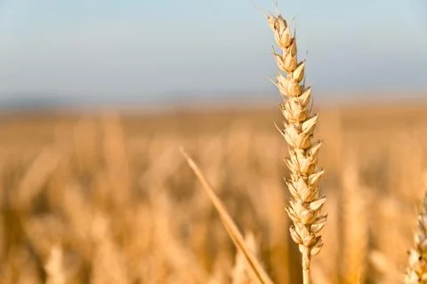 Detail of wheat Stock Photos