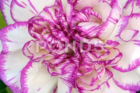 Detail of white and purple carnation. Stock Photos