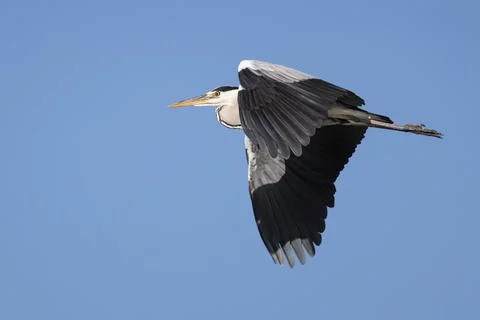 Detail of the wing of a Grey Heron in flight over Beniarres reservoir Stock Photos