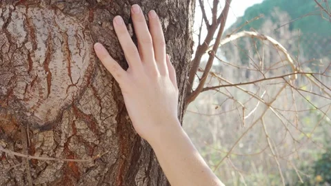 Detail of a woman's hand stroking a tree trunk in nature. Stock Footage 145721798