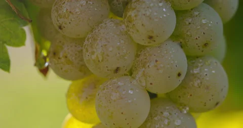 Detail of yellow grape berries with dew drops, vertical movement Stock Footage 219614480