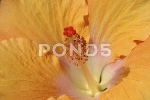 Detail of a yellow hibiscus flower Stock Photos