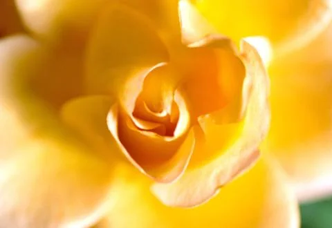 Detail of yellow rose 스톡 사진