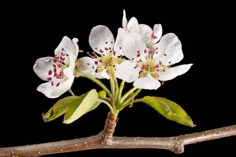 Detailaufnahme von einem Ast des Apfelbaumes mit Blüten, Knospen und Blätt. Stock Photos