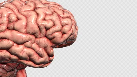 Detailed 3D anatomical human brain isolated on alpha background Stock Footage 343666036