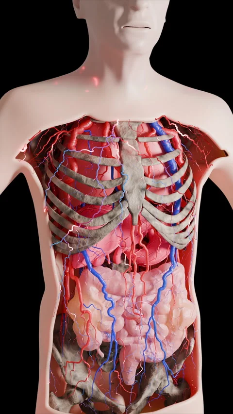 Detailed 3D anatomical model of the human circulatory and digestive systems Stock Footage 324798236