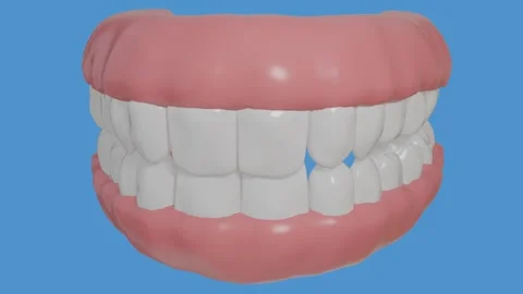 Detailed 3D Human Teeth Anatomy Model Overview Stock Footage 340429988